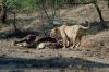 Lioness having feast at GIR Forest